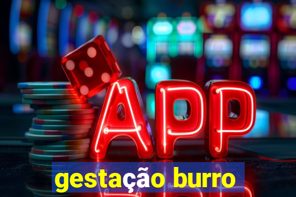 gestação burro