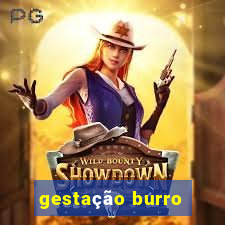 gestação burro