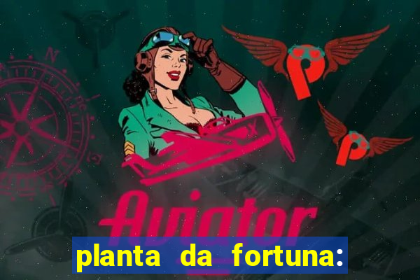 planta da fortuna: como cuidar