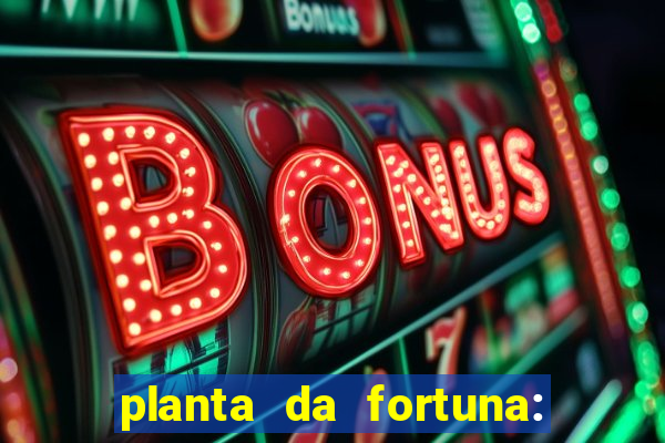 planta da fortuna: como cuidar