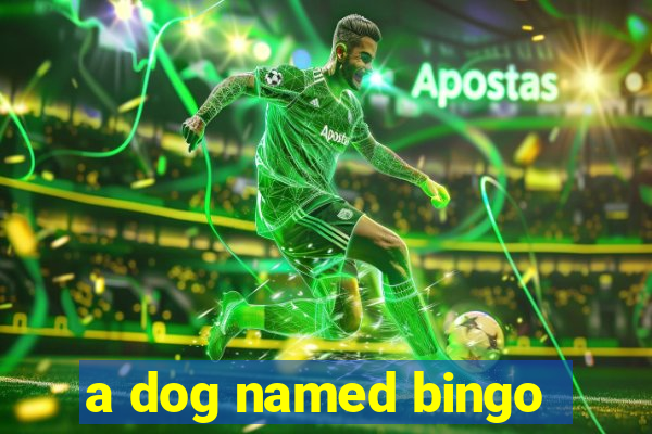 a dog named bingo