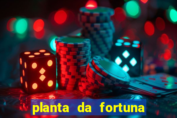 planta da fortuna e felicidade