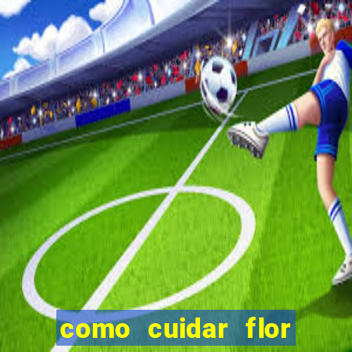 como cuidar flor da fortuna