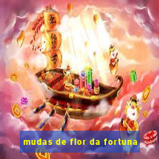 mudas de flor da fortuna