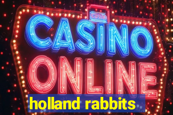 holland rabbits