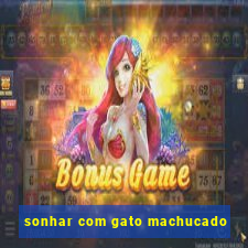 sonhar com gato machucado