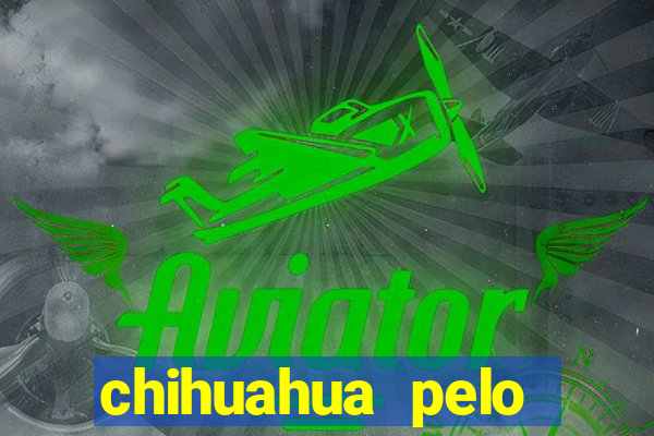 chihuahua pelo longo porto alegre