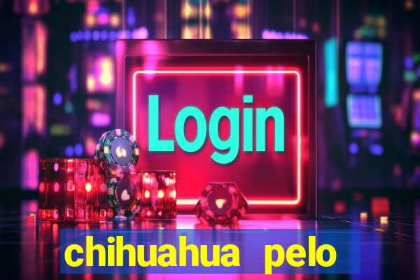 chihuahua pelo longo preço