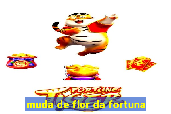 muda de flor da fortuna