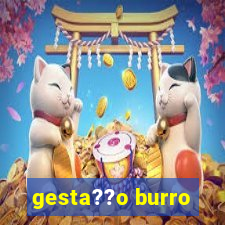 gesta??o burro